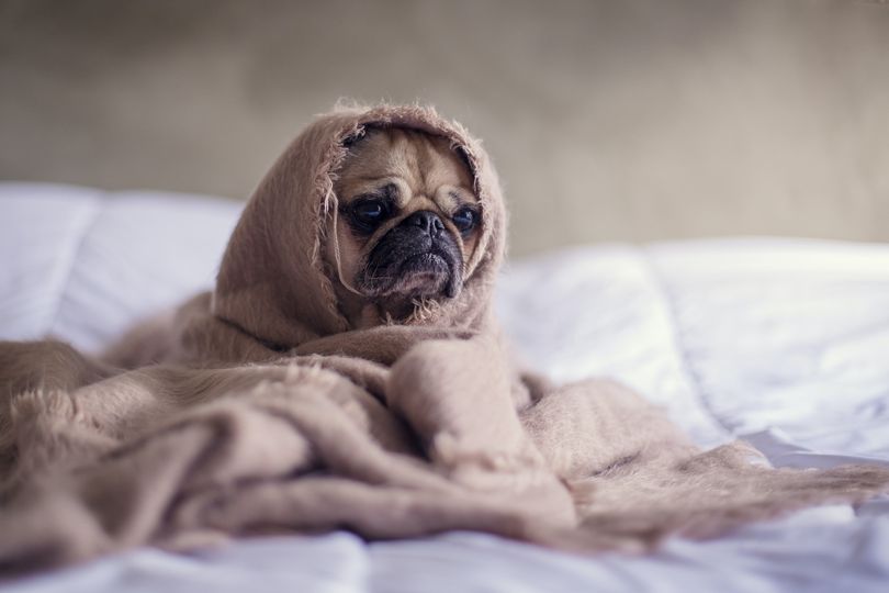 Keeping Pets Comfy