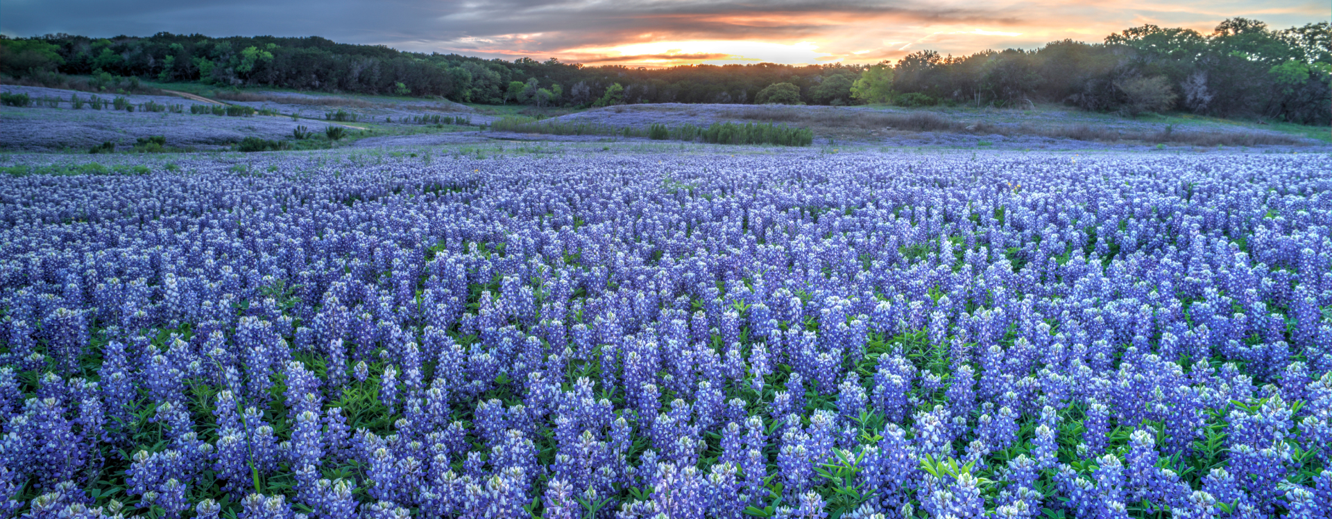 Bluebonnets 