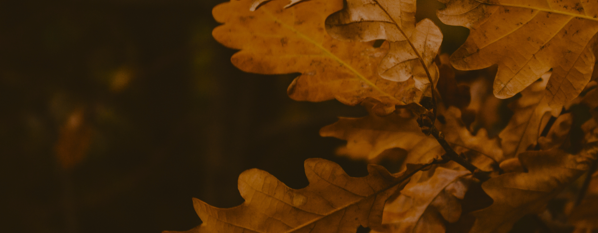 Fall Foilage Fall Foilage